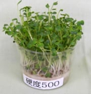 硬度500